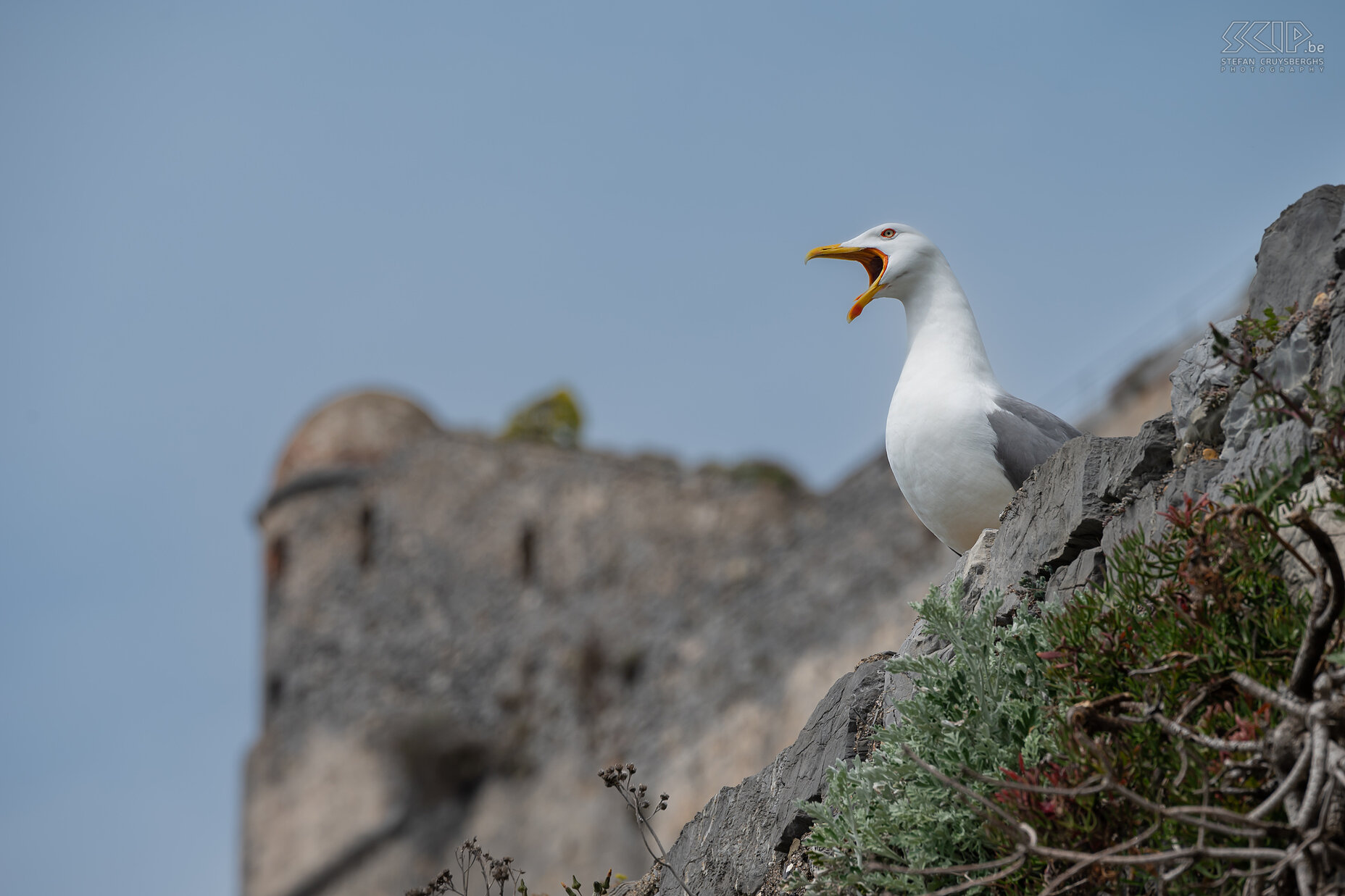 Portovenere - Herring gull  Stefan Cruysberghs